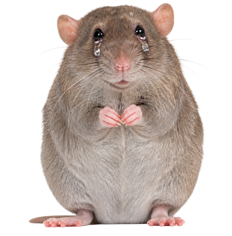 cashrat, a teary-eyed gray-brown rat
